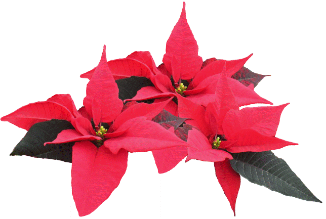 Poinsettia Christmas Flower Plants - FREE images from FreeTiiuPix.