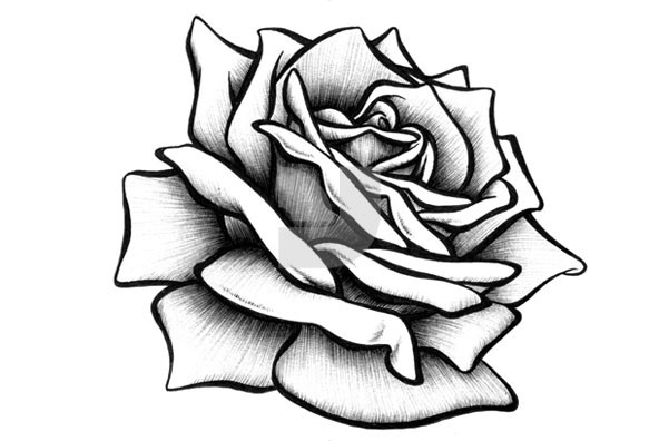 T Drawing/rose - ClipArt Best