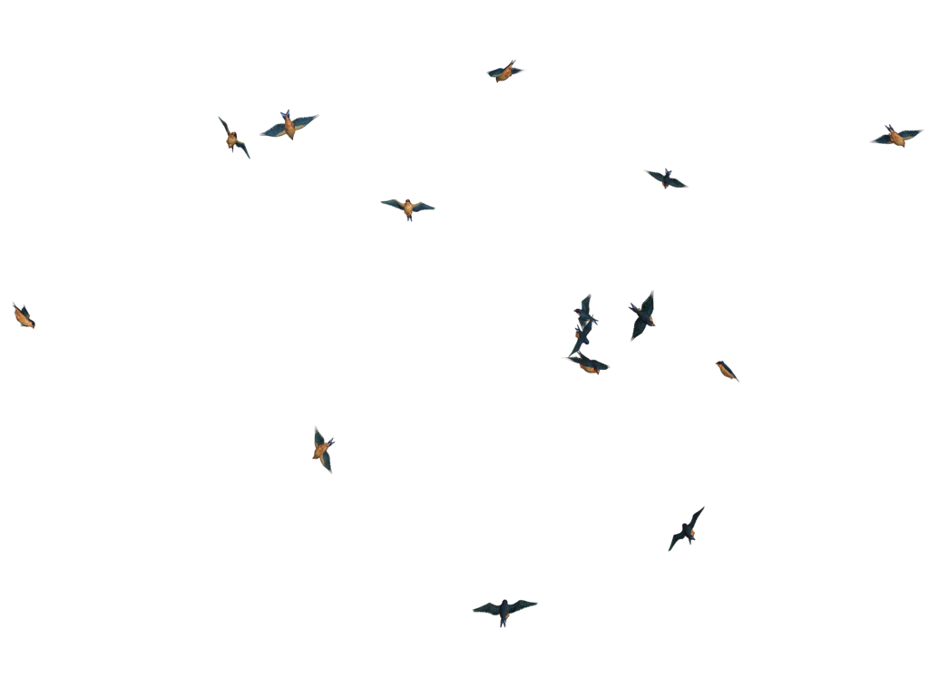 Flying Birds 07 PNG Stock by Roys-Art on DeviantArt