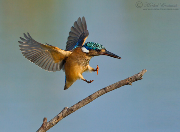 In pictures: 31 pictures of birds in flight | Digital Camera World