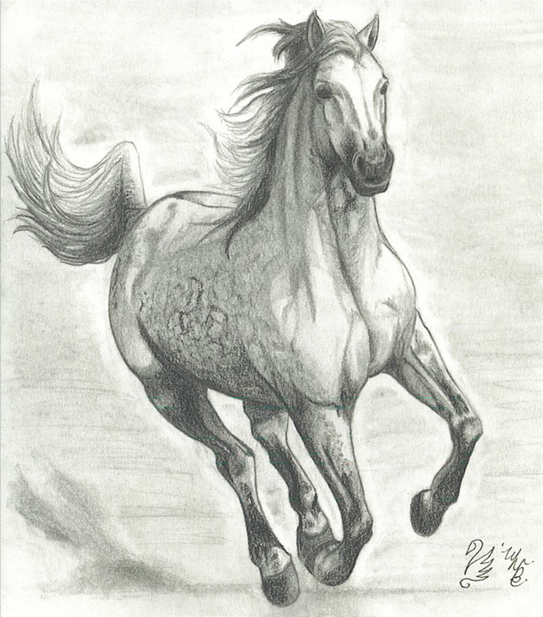 Horse Drawing - Cliparts.co