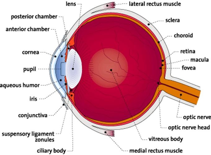 This interactive eye diagram has pop-up definitions for each part ...