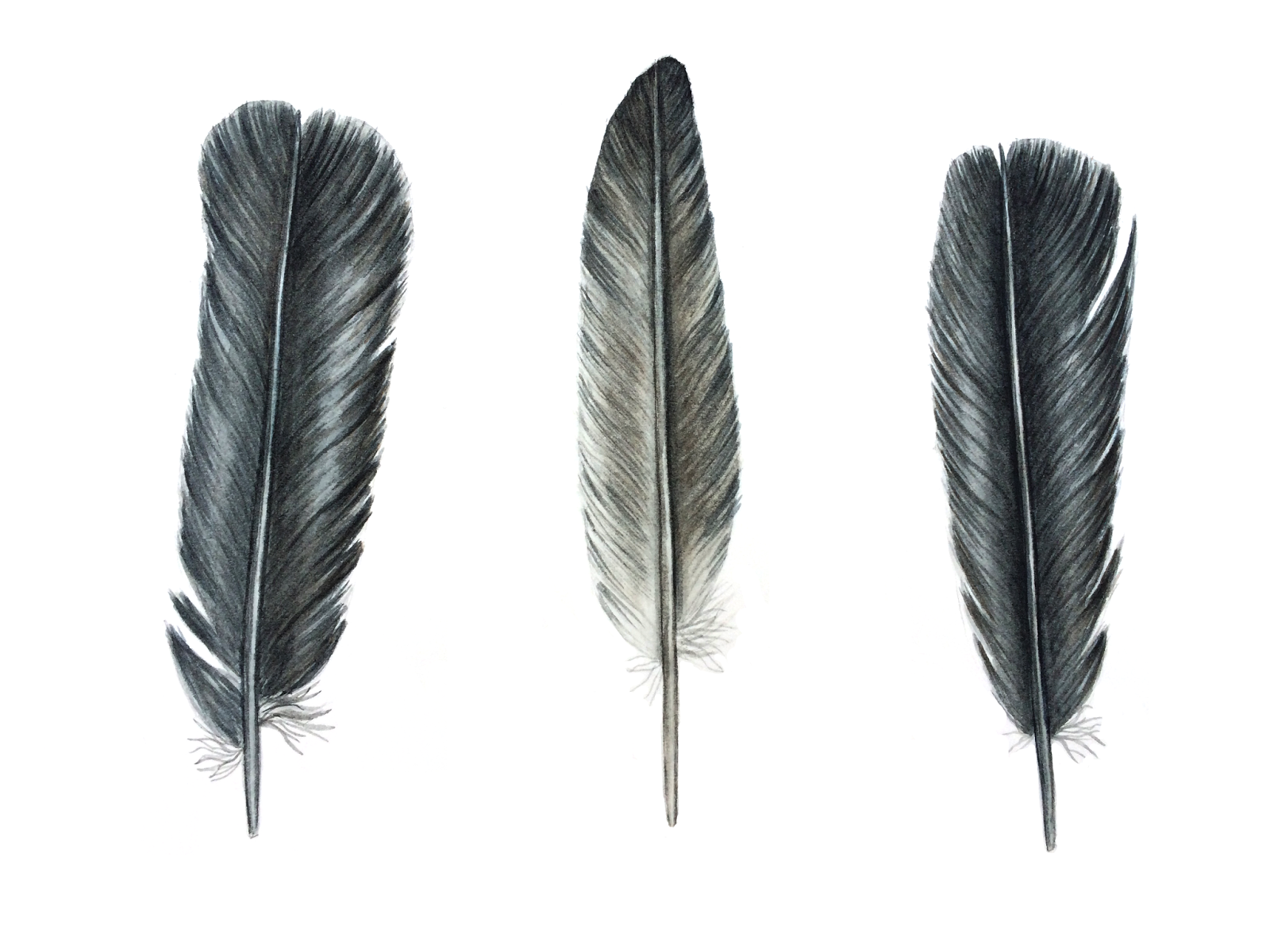 Laura Ashton : Pigeon Feathers