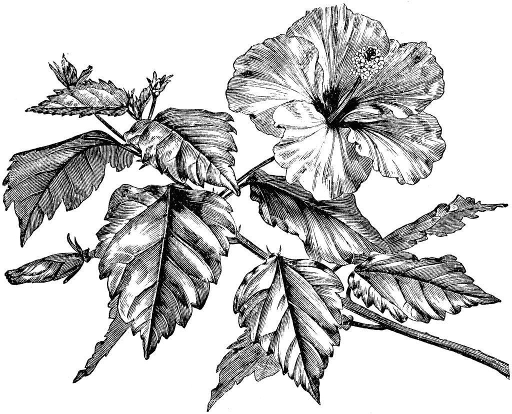 Flowering Branch of Hibiscus Rosa-Sinensis | ClipArt ETC