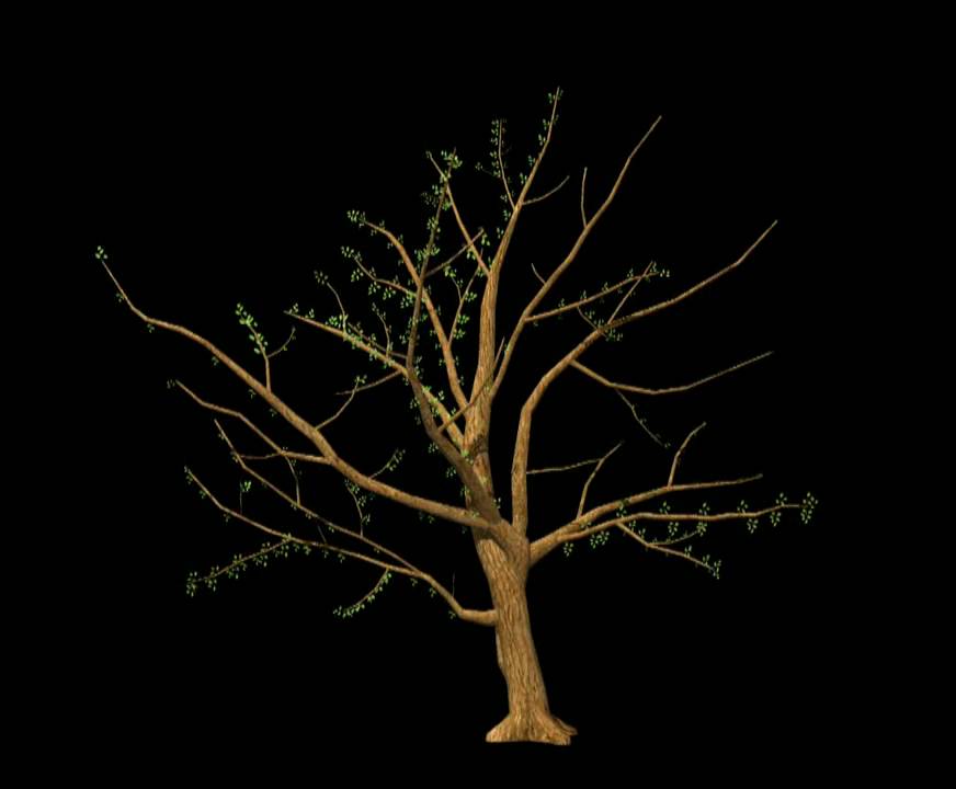 Maya sakura tree grow animation - YouTube