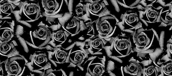 Dozens Of Beautiful Black Roses Tumblr Dashboard Theme - - Black ...