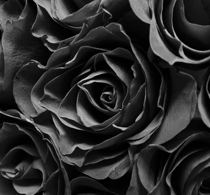 Diadtocsucmoi: Black And White Rose Wallpaper - Cliparts.co