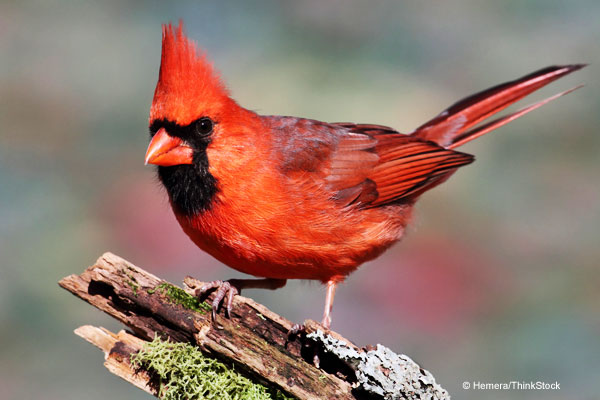 cardinal cliparts co cardinal cliparts co