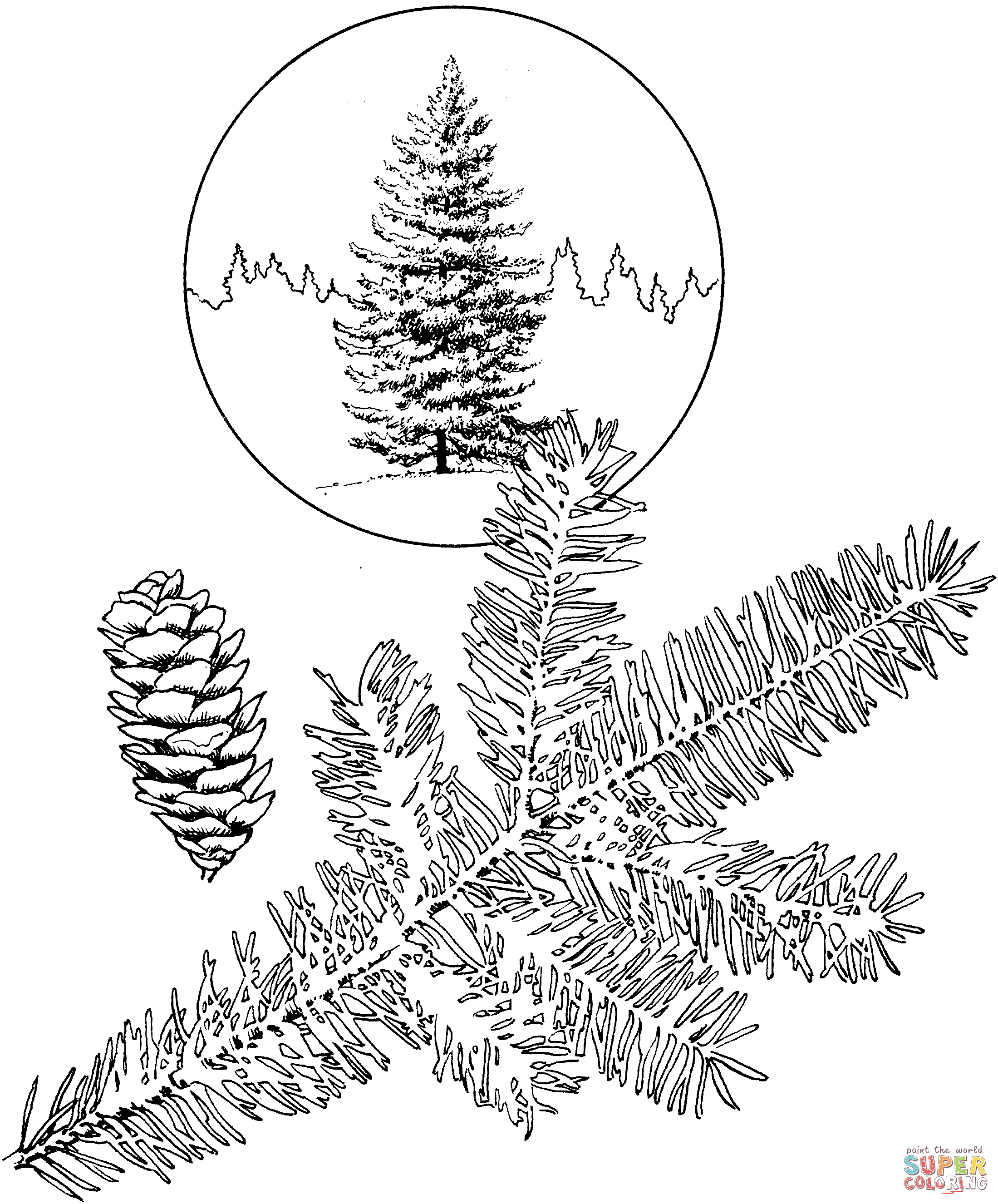 Sitka Spruce Coloring page | Free Printable Coloring Pages