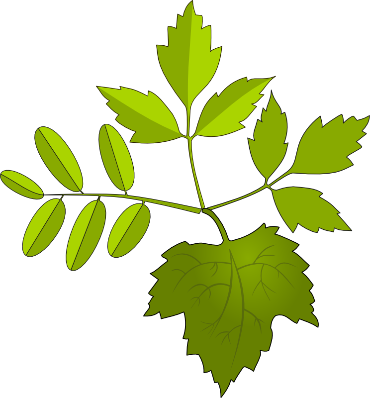 Clipart - Leaves