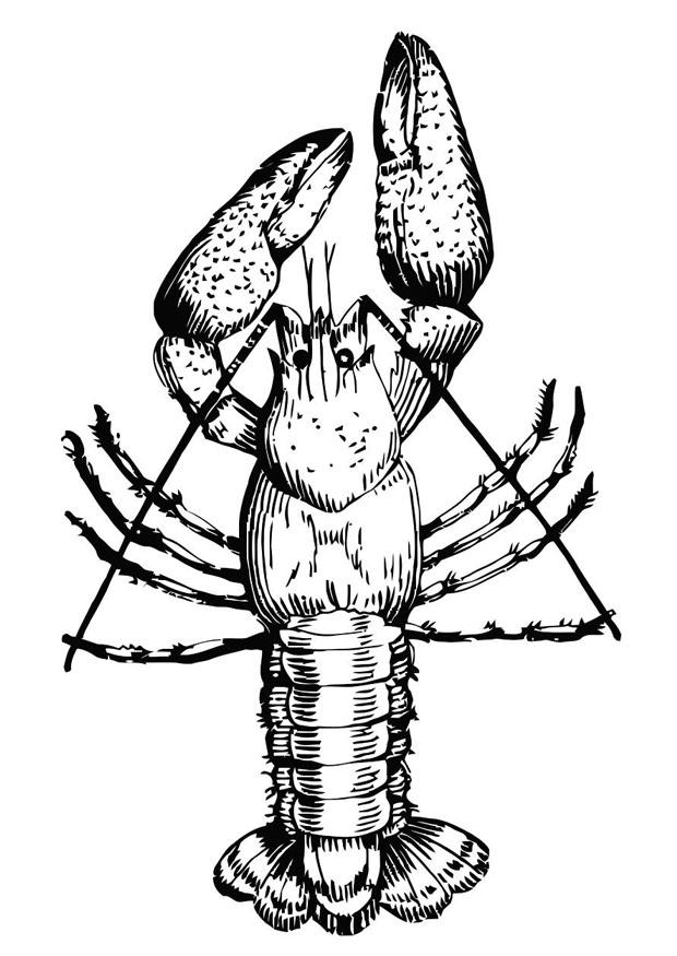 Coloring page lobster - img 19496.