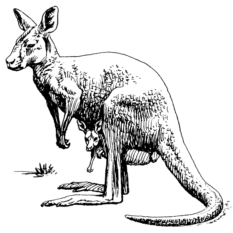 Free Kangaroo Clipart, 1 page of Public Domain Clip Art