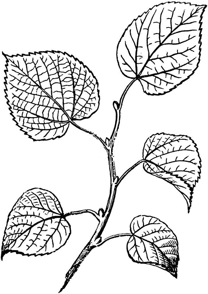 Clipart Of Leaves