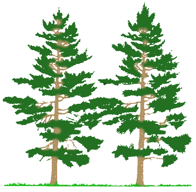 tree-clipart-10 | DNR Small Forest Landowner Office