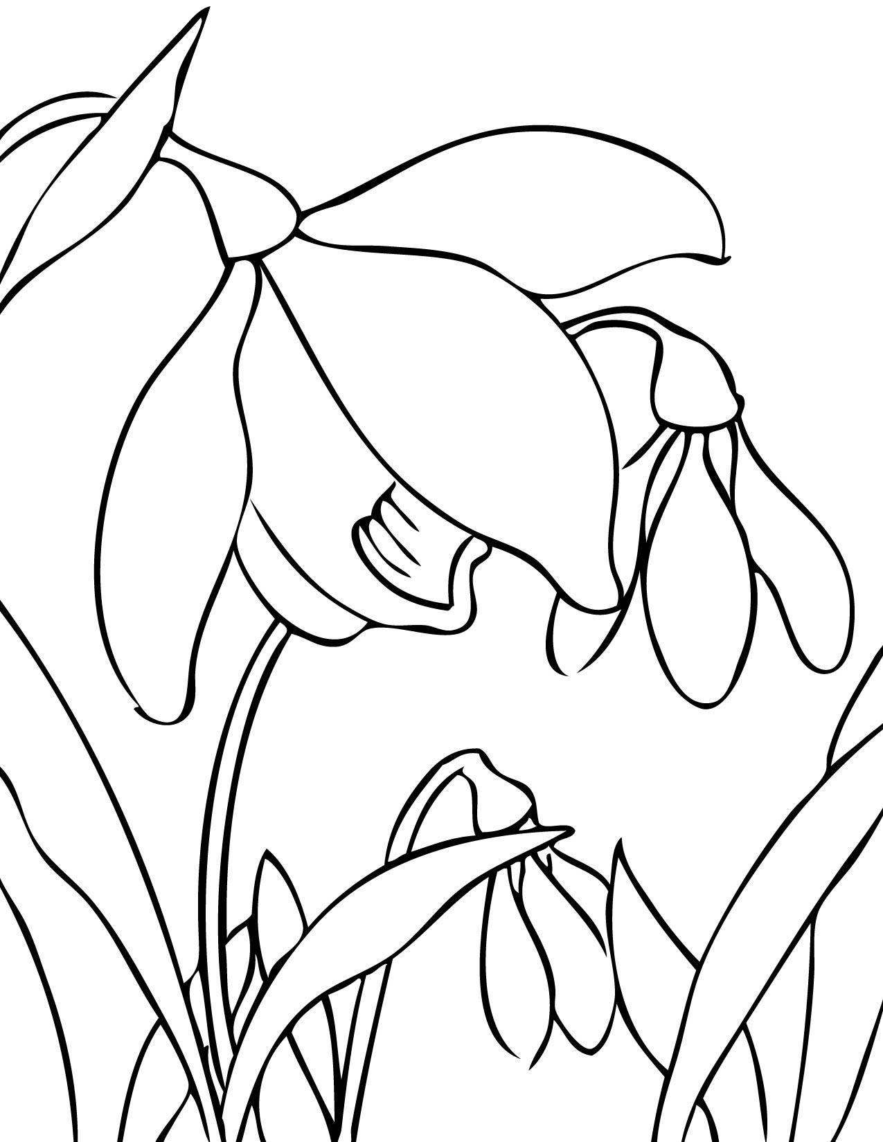 Trends For > Spring Flower Drawing
