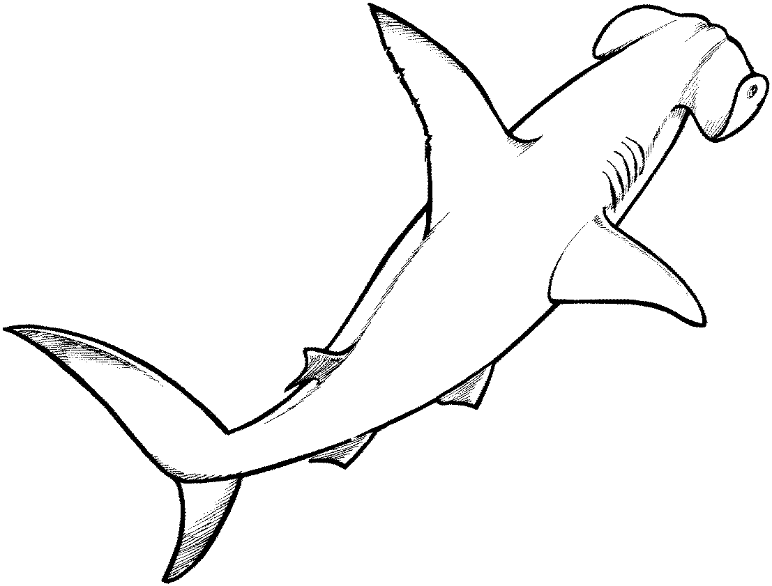 Images For > Black And White Shark Drawings