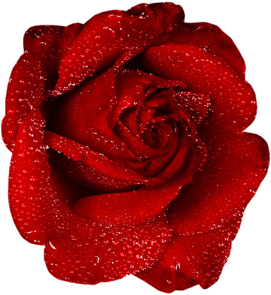 Red Rose With Dew Clipart