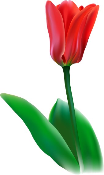 Tulip Flower clip art | Clipart Panda - Free Clipart Images