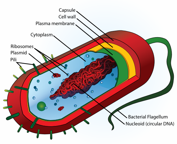 Bacteria Cell clip art - vector clip art online, royalty free ...