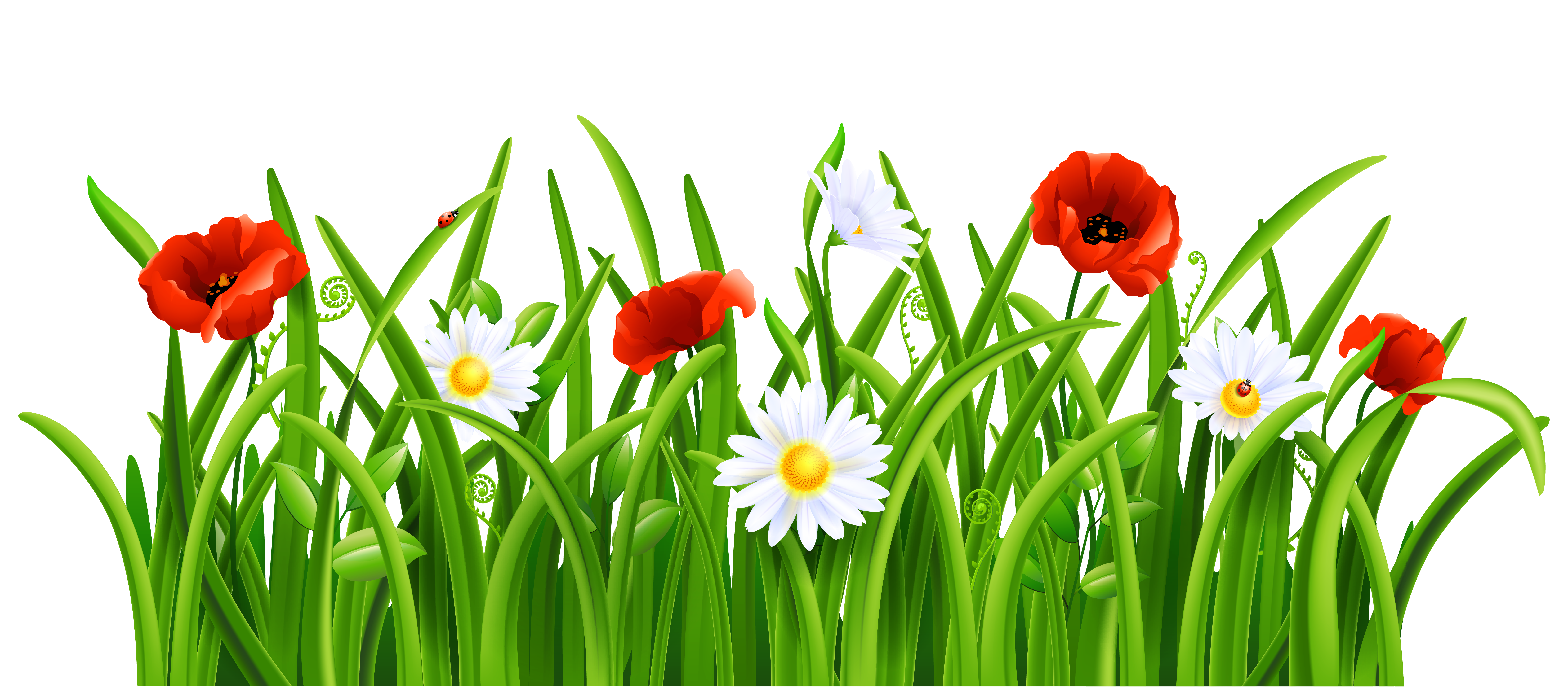 Poppies and Daisies with Grass PNG Clipart Picture
