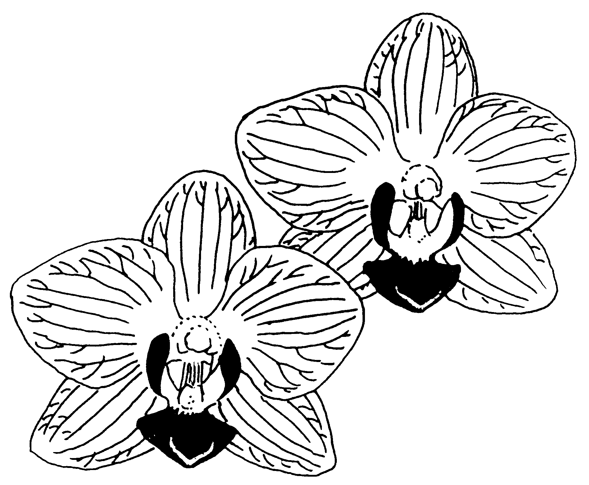 Orchid Clip Art Black And White