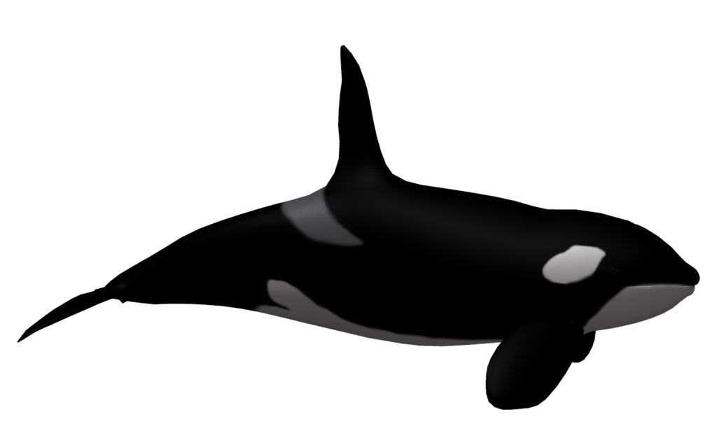 deviantART: More Like Killer Whale 02 by wolverine041269