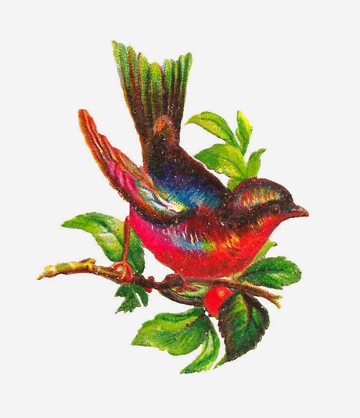Antique Images: Free Bird Clip Art: Beautiful Colorful Bird ...