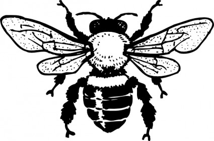 Honey Bee clip art Vector clip art - Free vector for free download