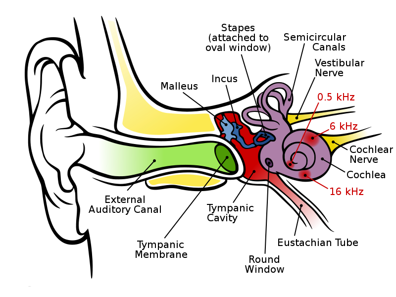 Ear Diagram Clip Art