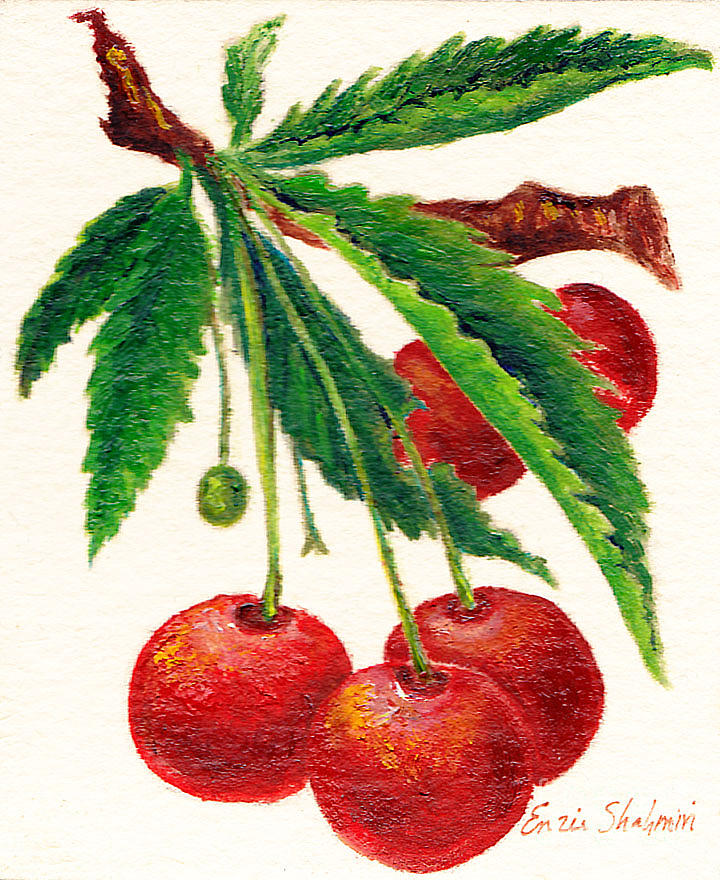 Cherries On A Branch by Enzie Shahmiri - Cherries On A Branch ...