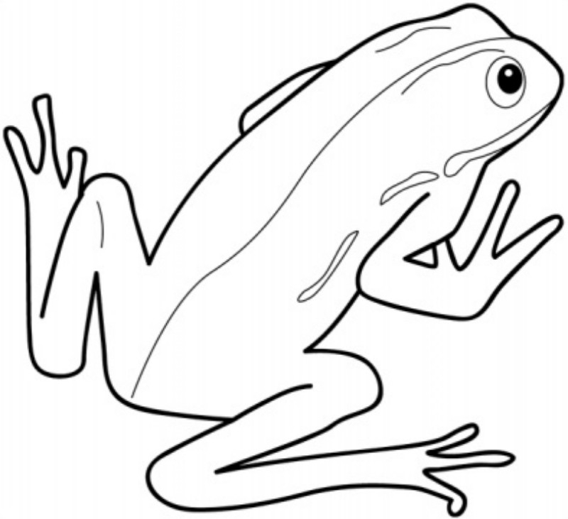 Beautiful Coloring Pages of Frogs Free for All frog coloring pages ...