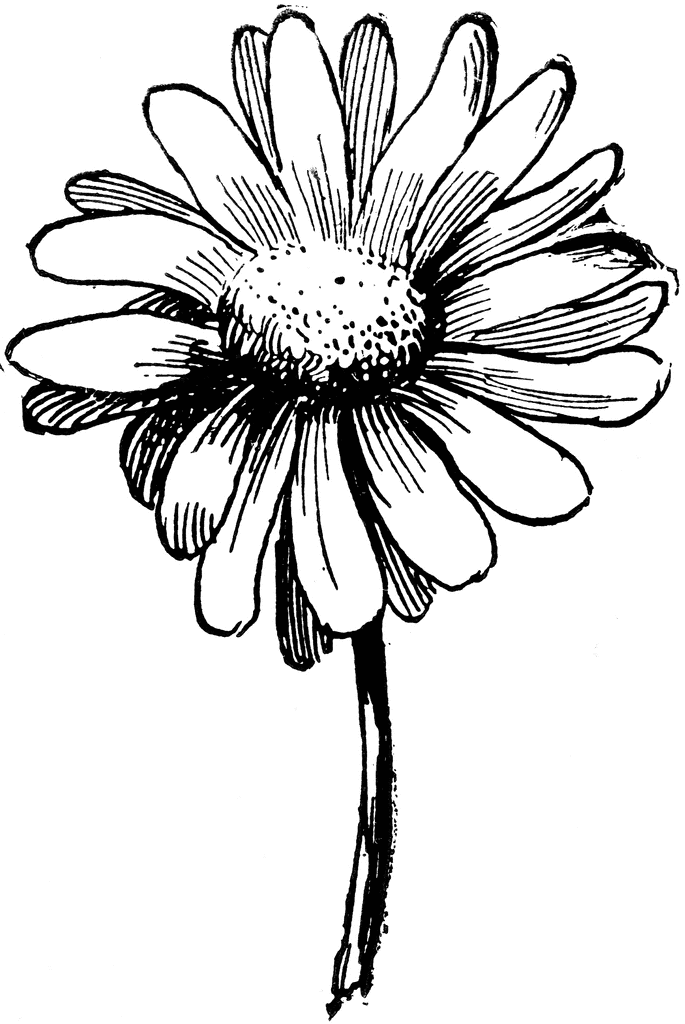 Gerber Daisy Drawing - Cliparts.co