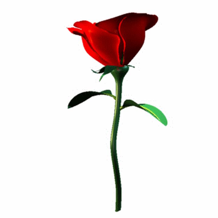 Single Red Rose Clip Art - ClipArt Best