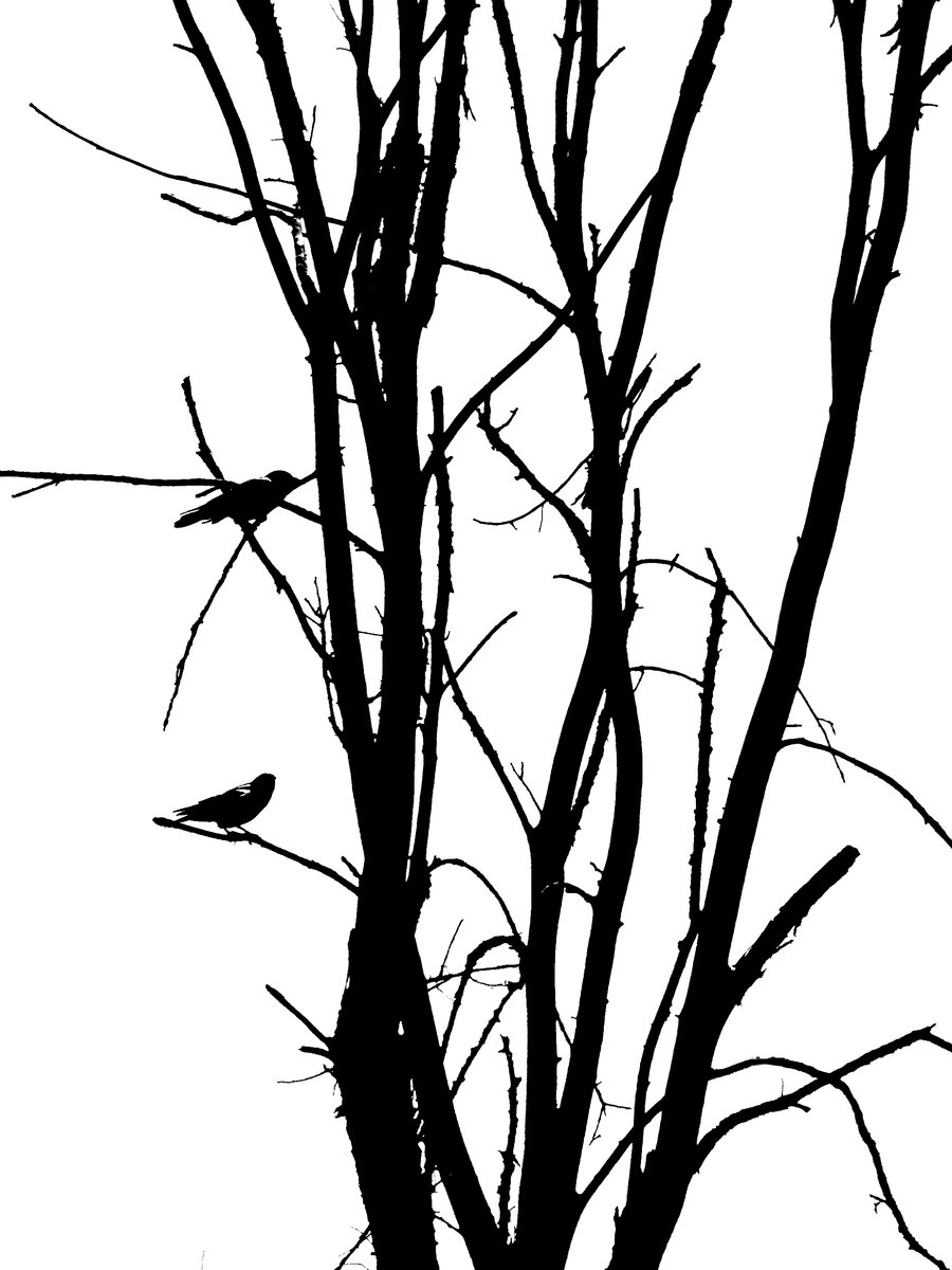 Simple Tree Silhouette With Bird Images & Pictures - Becuo
