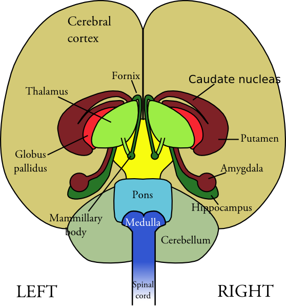 Unlabeled Diagram Of The Brain | Search Results | Brain Anatomy