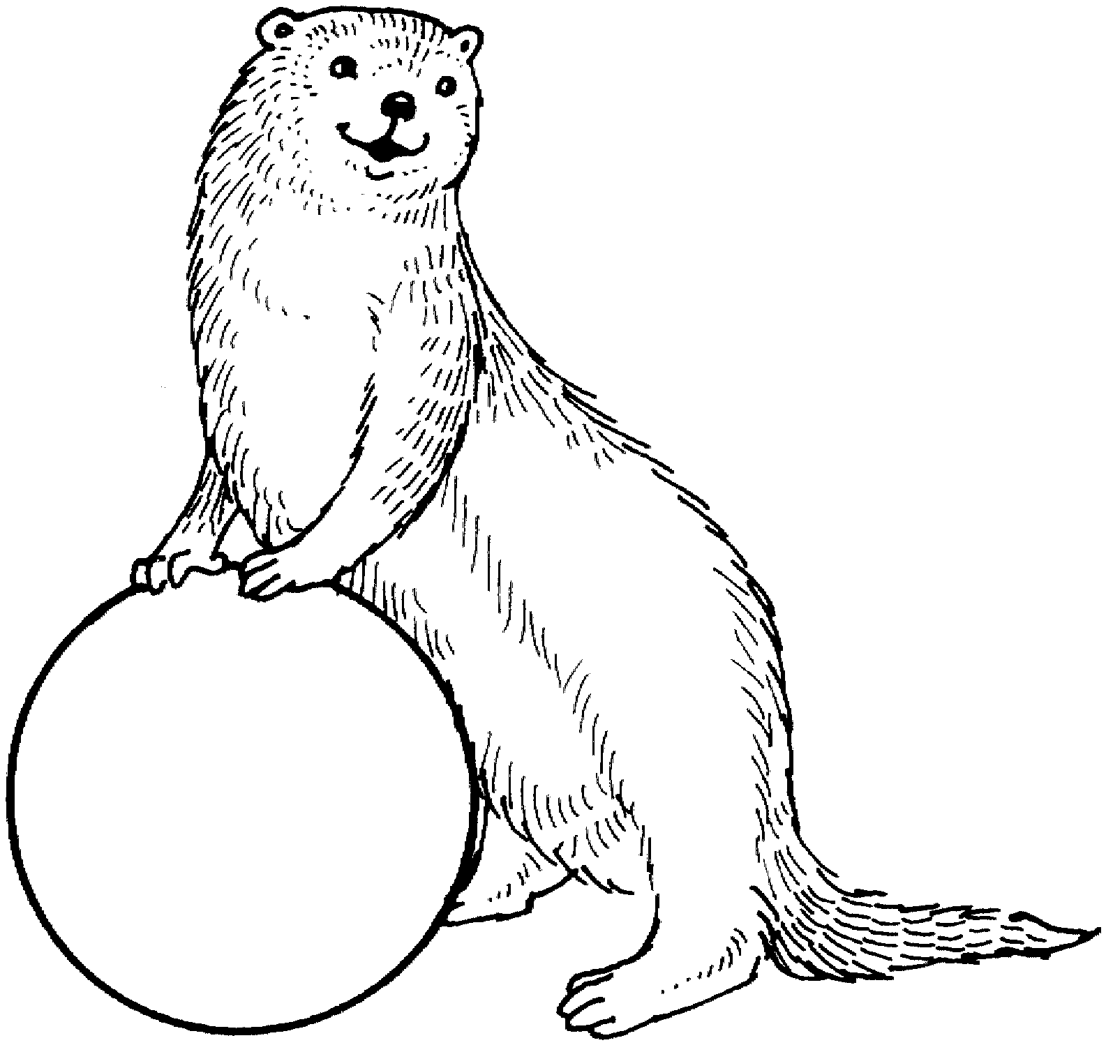 Trends For > Mongoose Coloring Pages
