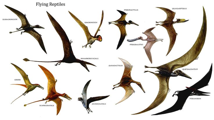 flying-reptiles.jpg 1,920×1,080 pixels | Dinosaur Theme Images | Pint…