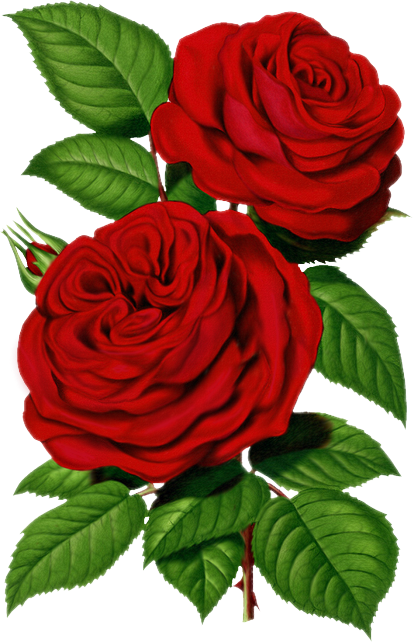 Victorian Red Rose graphic