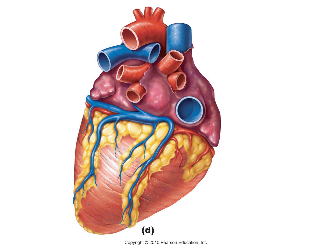 Human Anatomy and Physiology II