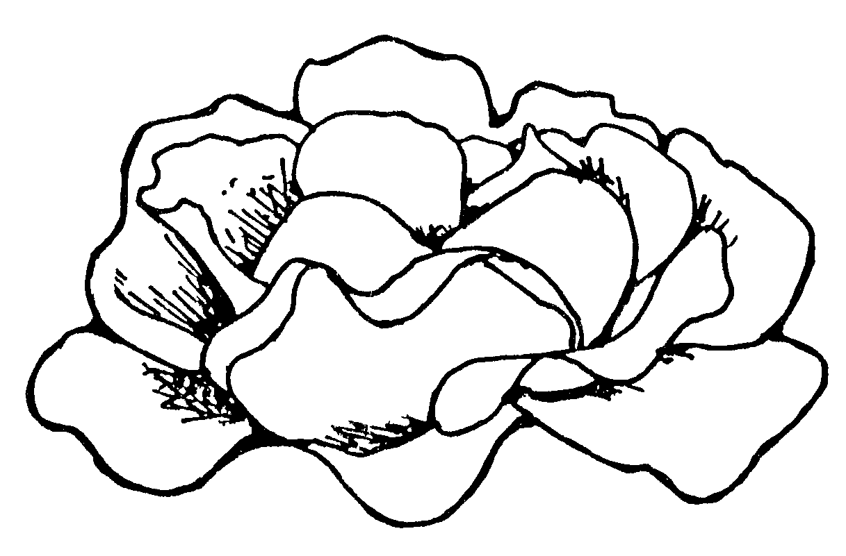 Images For > Black Roses Clip Art