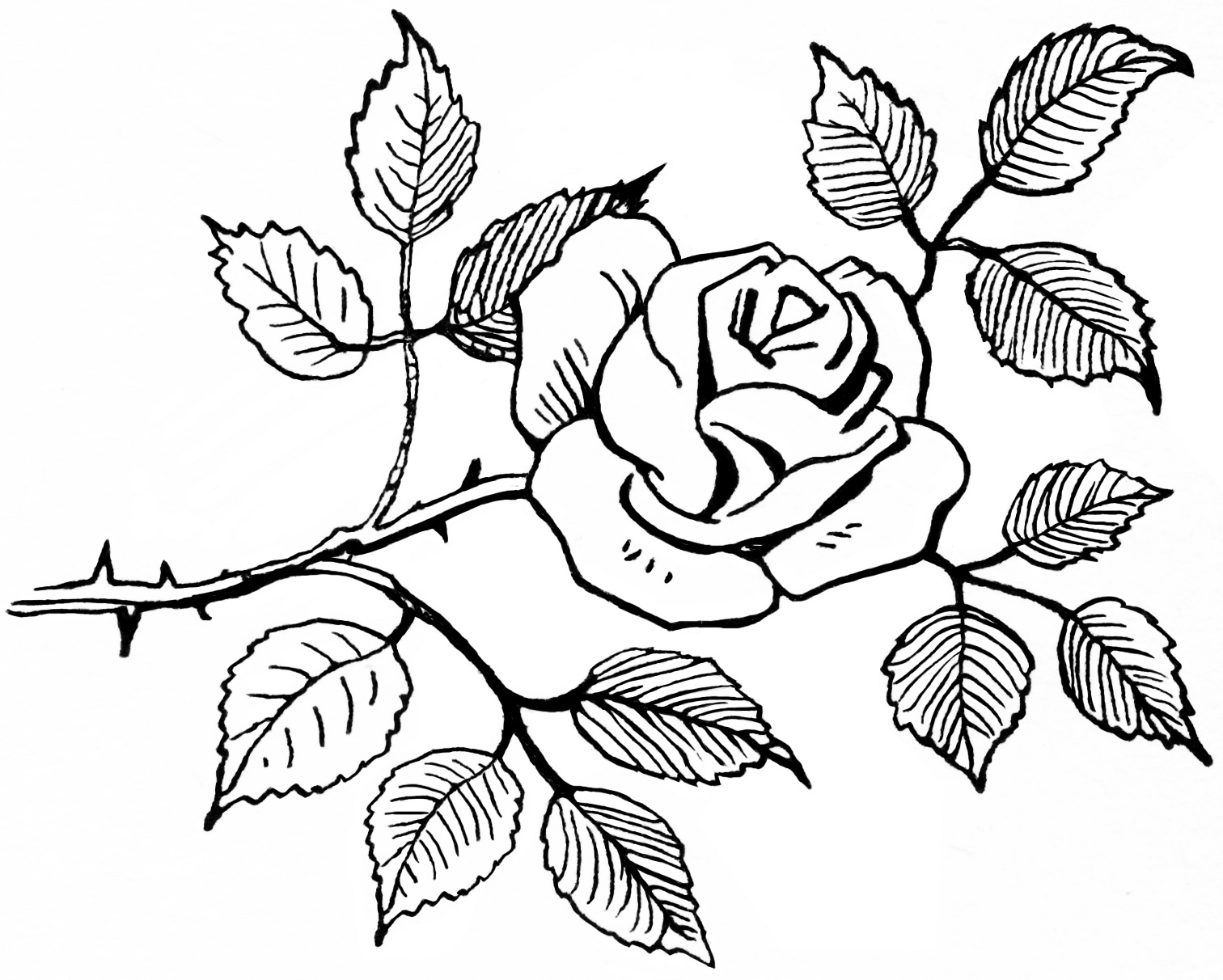 Rose Sketch Black And White - ClipArt Best