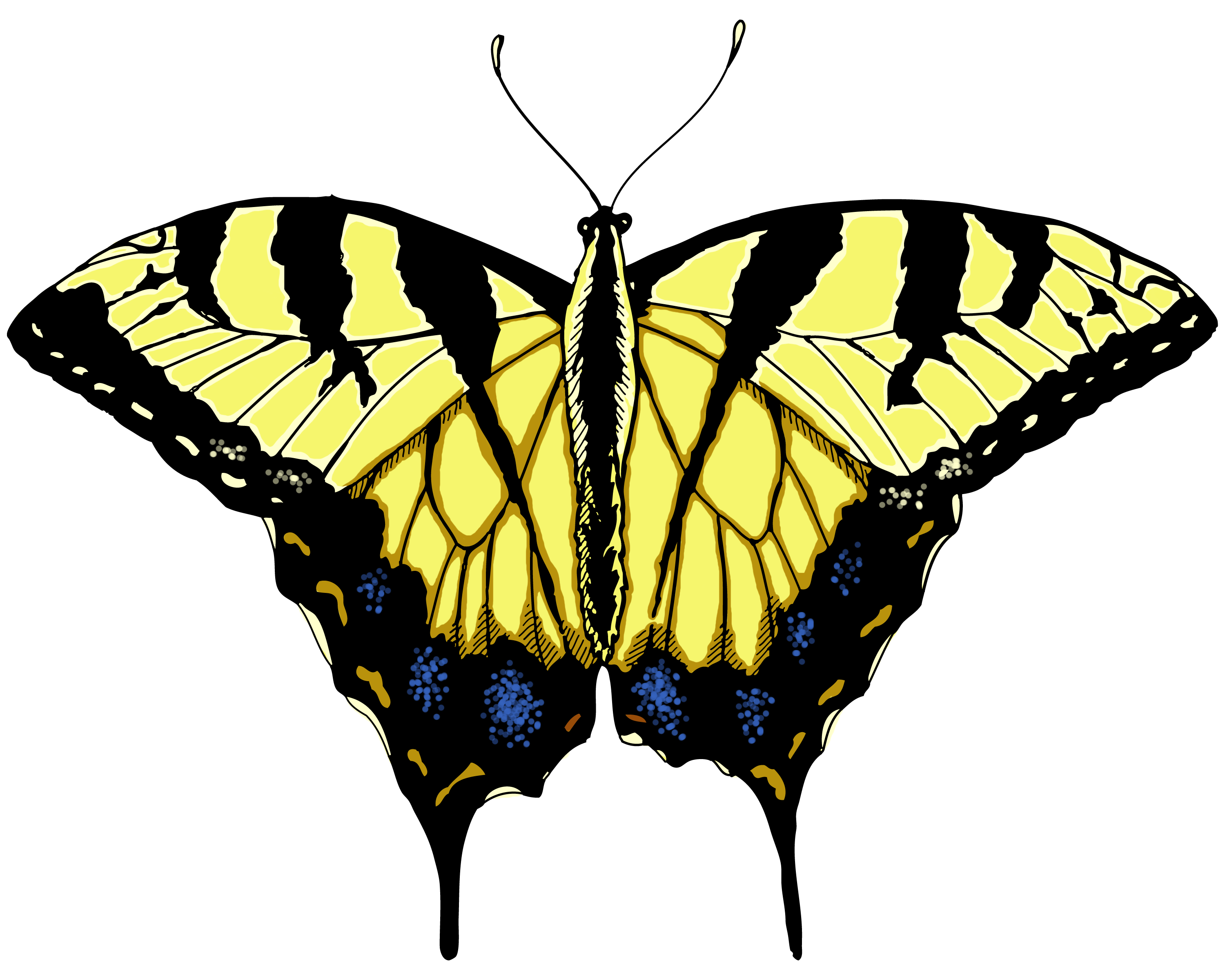 Butterfly Illustrations - ClipArt Best