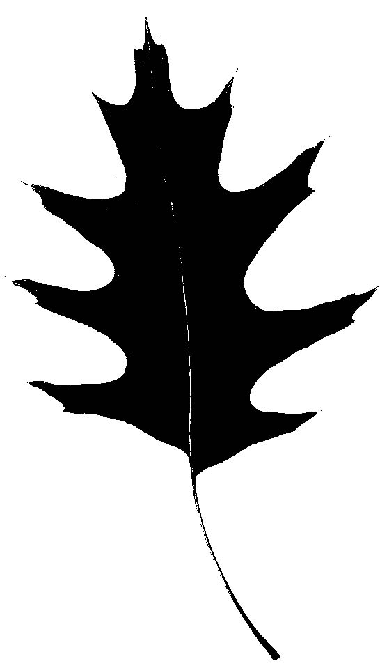 Oak Tree Silhouette Logo