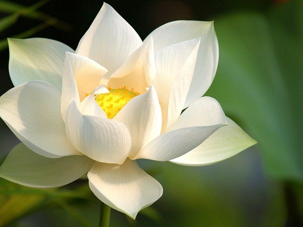 The Story of the Lotus Flower | With an Open Heart