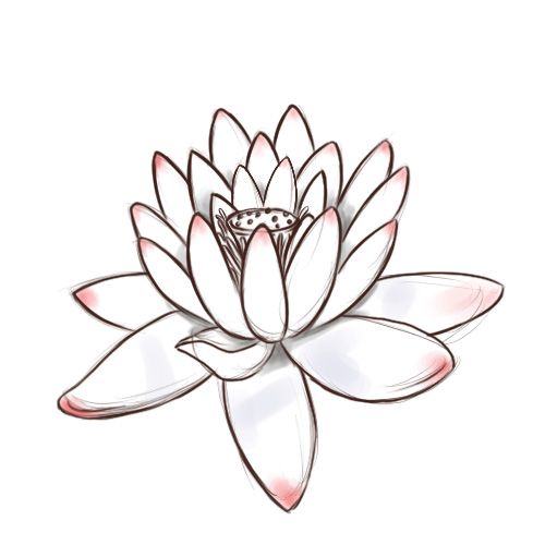 Steps on How to Draw a Lotus Flower images