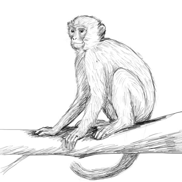 How to draw a monkey - Drawing Factory