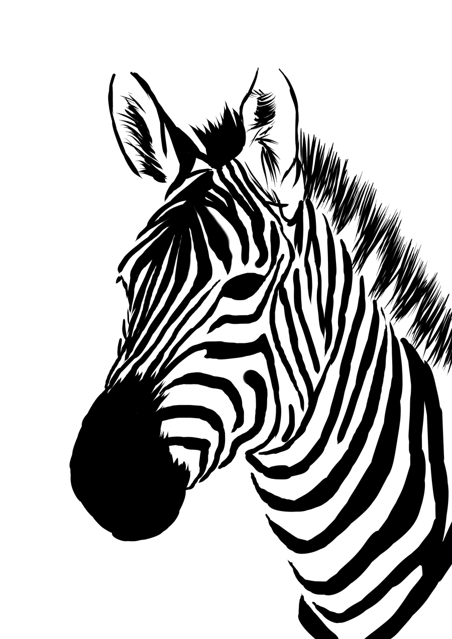 Zebra Head Drawing - Gallery