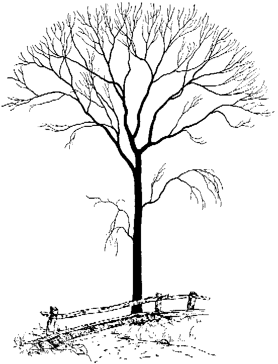 Tree Artwork - ClipArt Best