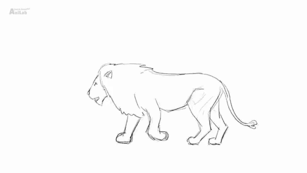 Lion Walking Animation Cycle - YouTube
