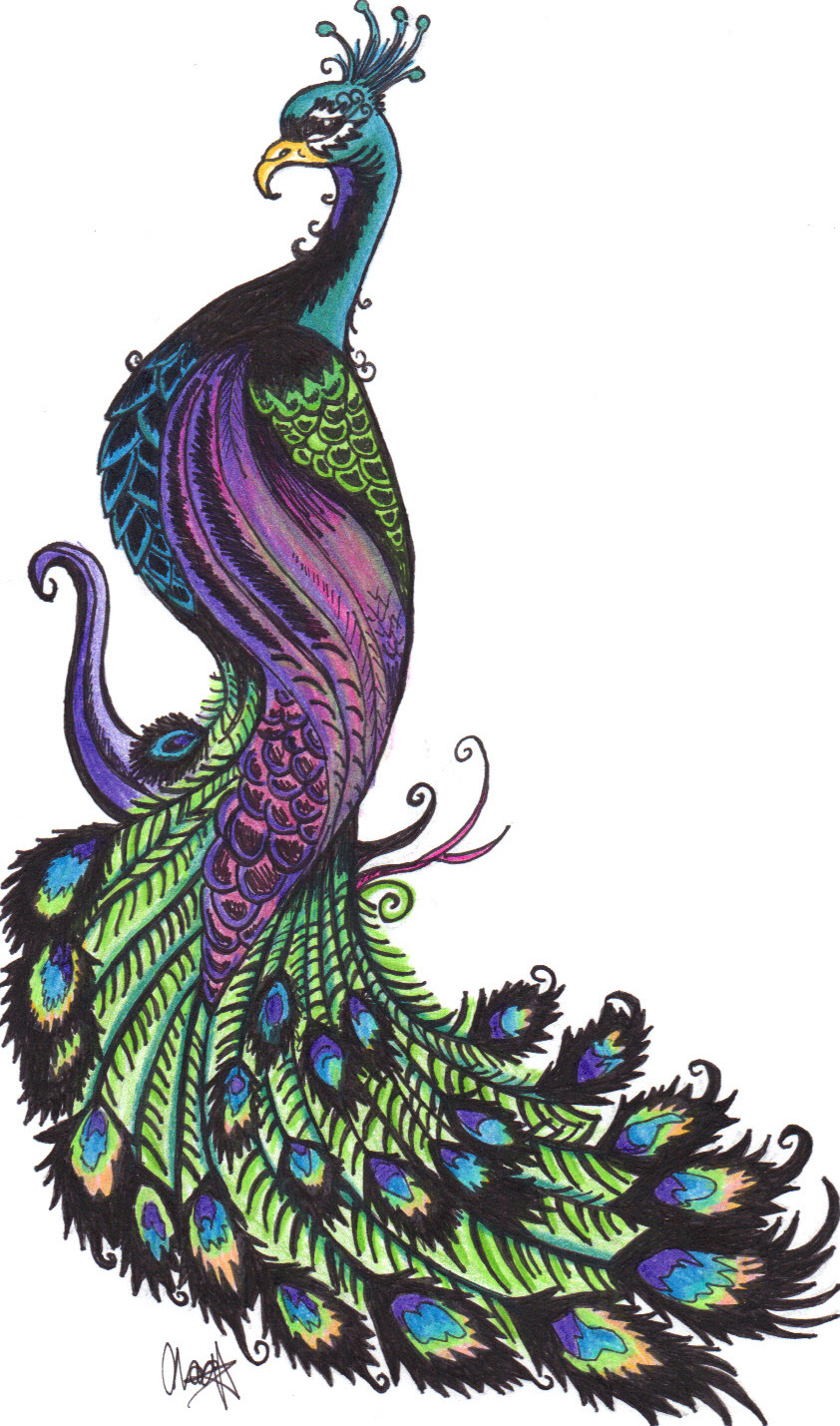 Simple Colorful Peacock Drawing - Cliparts.co